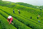 خرید تضمینی برگ سبز چای به ۷۹ هزارتن رسید