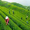تولید برگ سبز چای به ۱۴۵ هزارتن می رسد