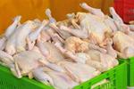 صادرات با تولید مرغ سایز رونق می‌گیرد