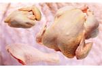 نیاز مرغ روزانه کشور کمتر از ۷ هزار تن است