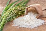 تاکید مجلس بر جلوگیری از واردات مازاد برنج و پرداخت مطالبات کشاورزان