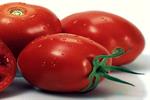 اجرای طرح سایبان با هدف افزایش تولید گوجه فرنگی ابلاغ شد