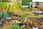 تنظیم بازار محصولات کشاورزی نیازمند آمار و اطلاعات دقیق در حوزه کشاورزی