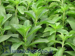 استویا - Stevia 4